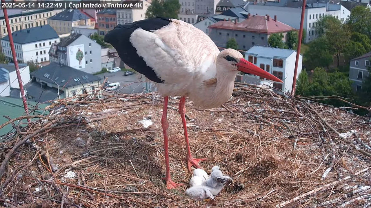 Tiešraide no stārķa ligzdas uz alus darītavas skursteņa Trutnovā 16-5-27 screenshot