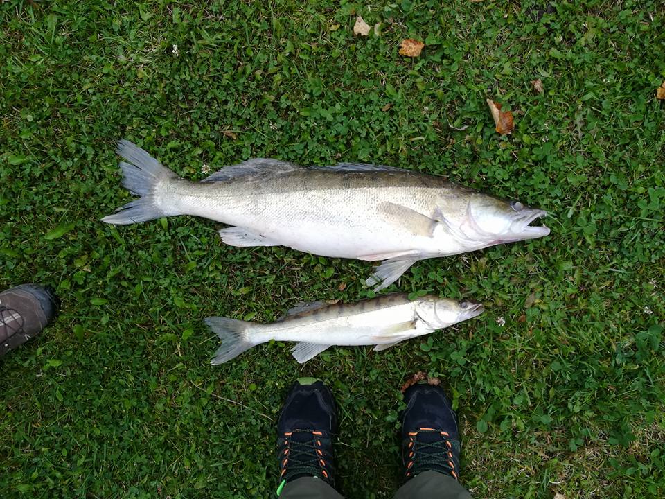 Судак 5,3 Кузнецов Никулин 3