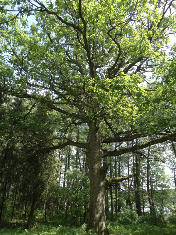 16 - DSC04107 (Czesio1)