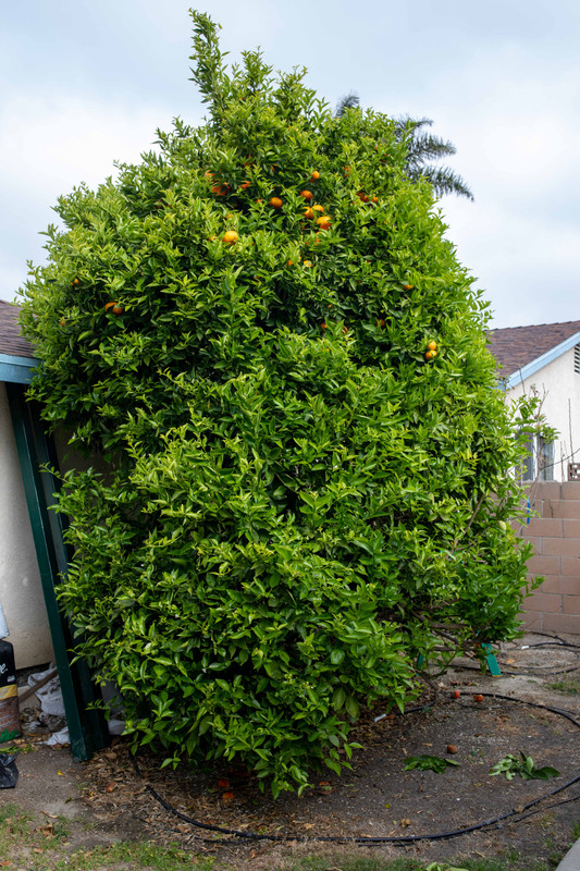 8U1A8870  Yosemite Gold Mandarin Tree with New Growth (4-4-2022)