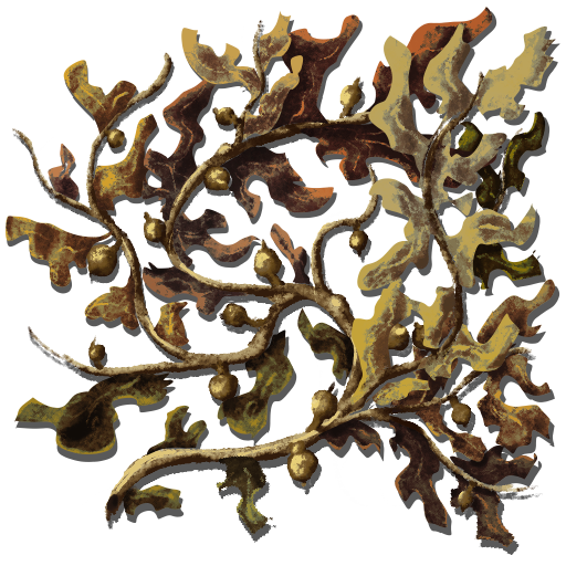 sargassum.png