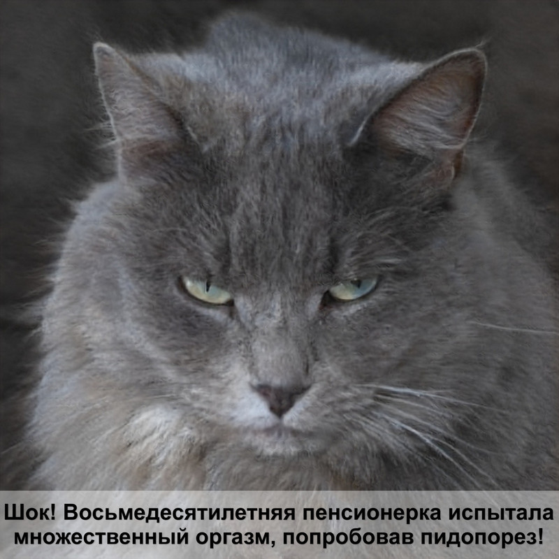 дорогие коты