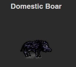 2020-02-11-18-34-29-Domestic-Boar-onetech.jpg