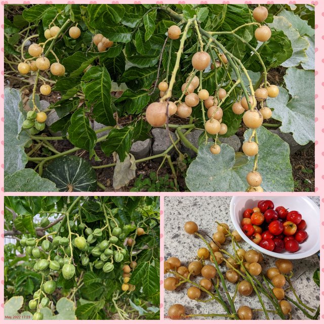 [Image: Photo-Grid-1653229256172.jpg]