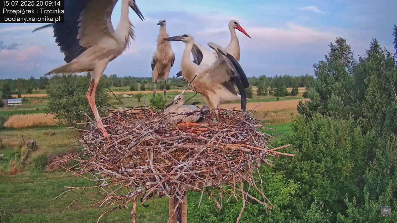 15072025bociany46