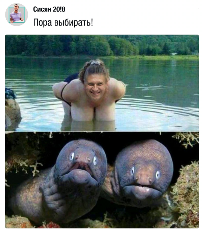 сиси