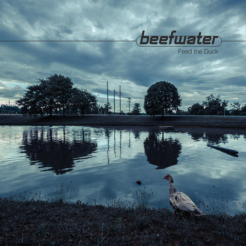 feed the duck