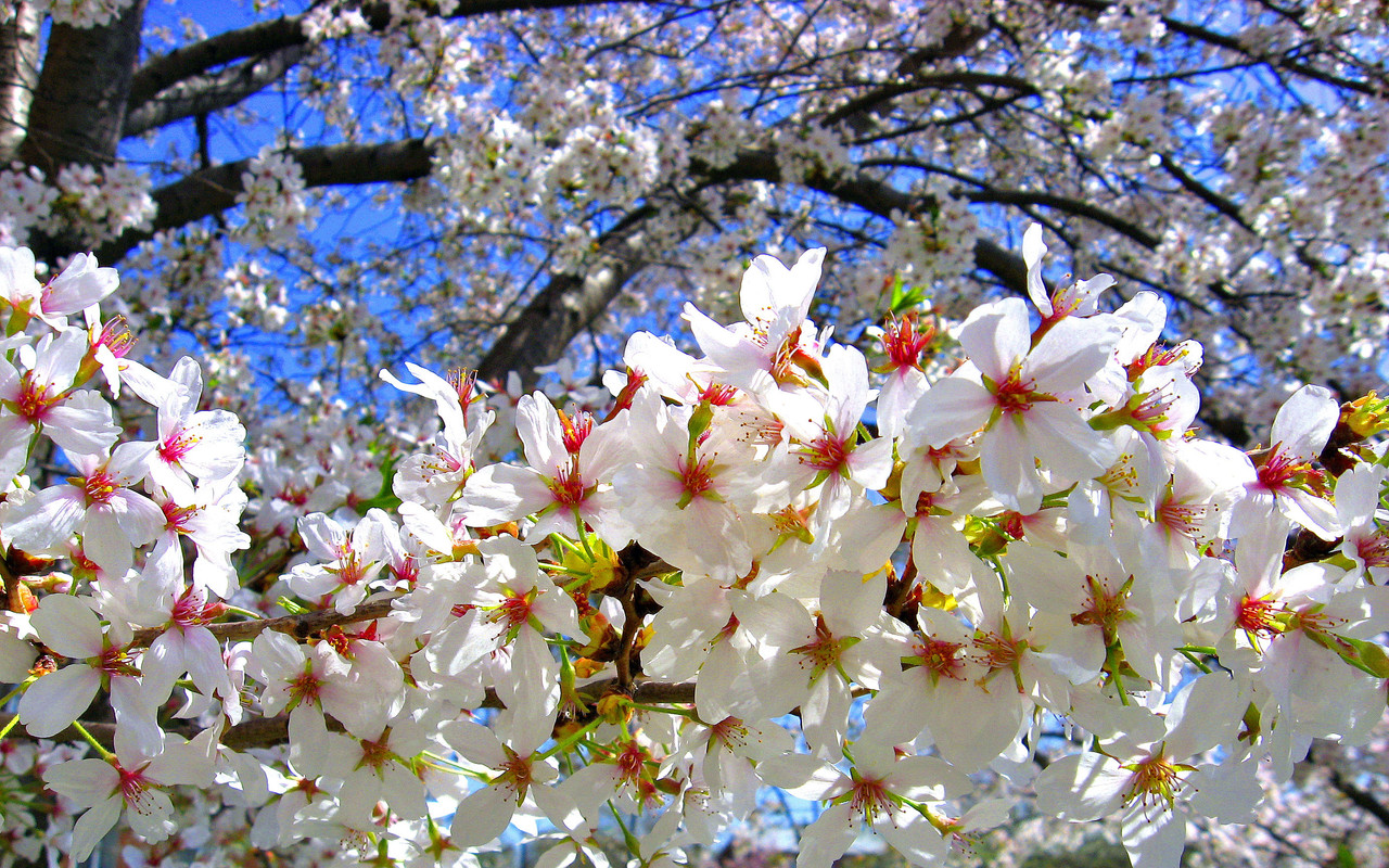 Primavera Meteorologica