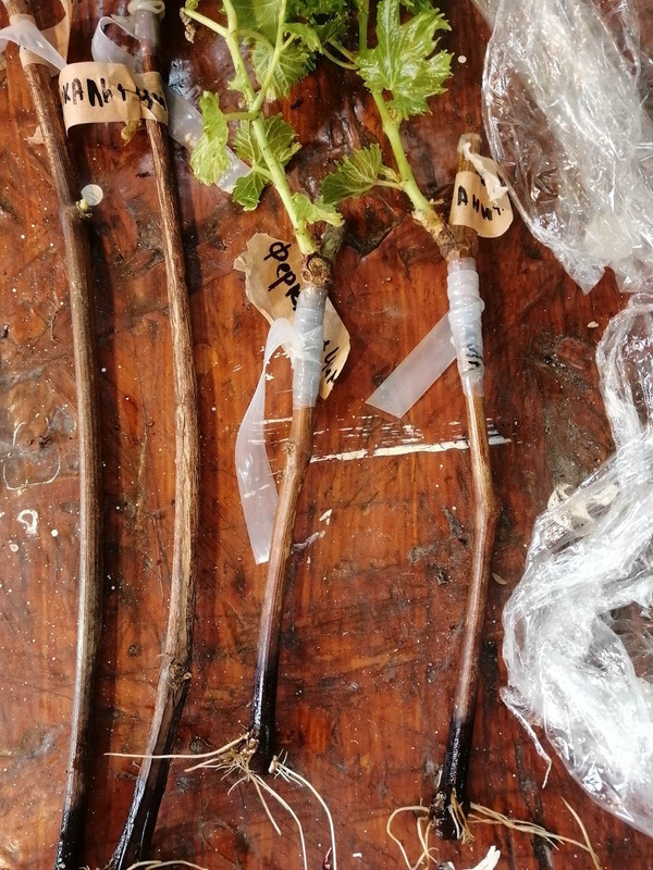 338916019_1581150875741856_5215824640023996969_n