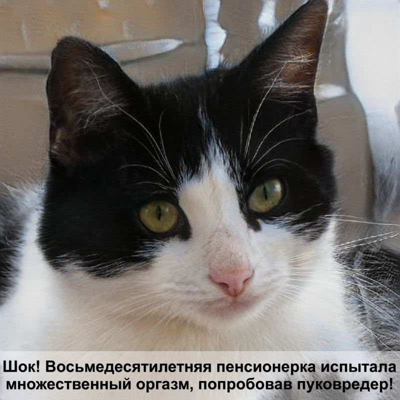 воротник для кошек