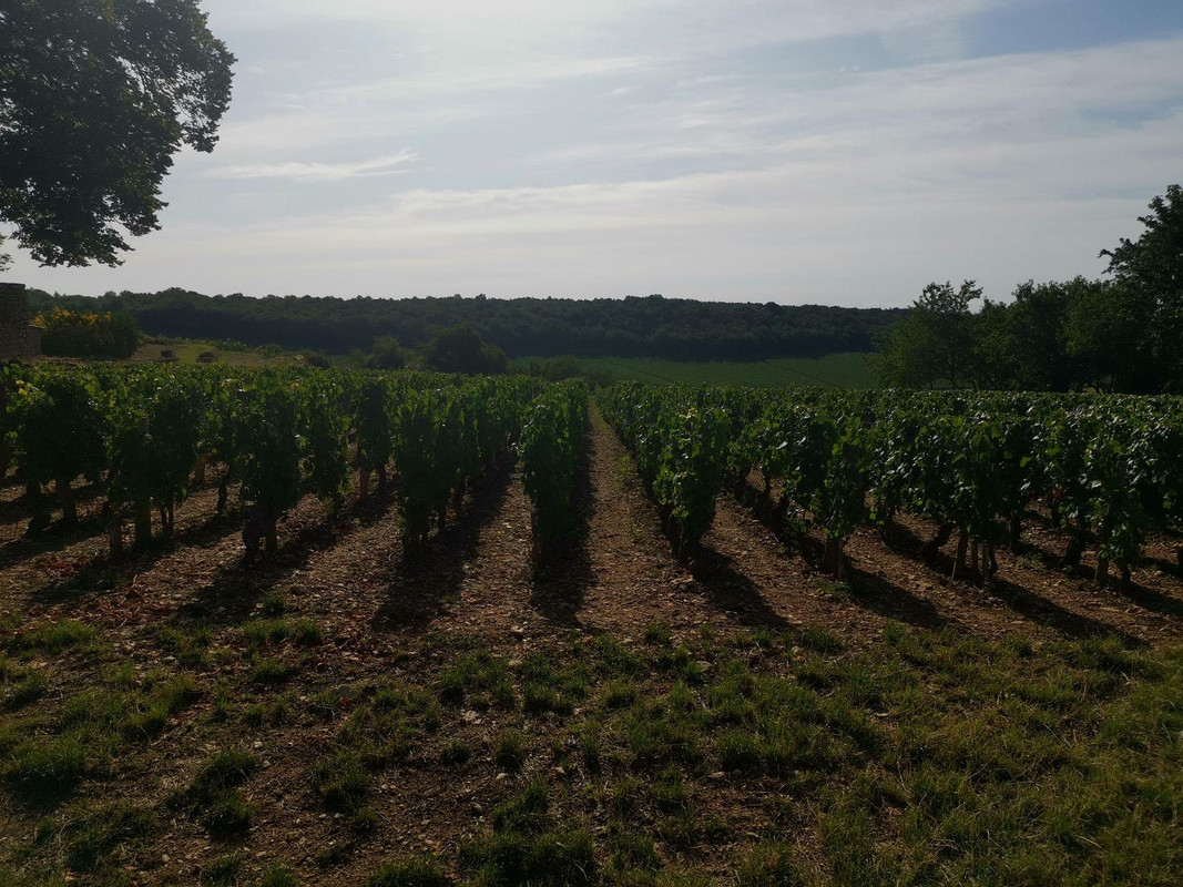 Bourgogne2019 (58).jpg.1