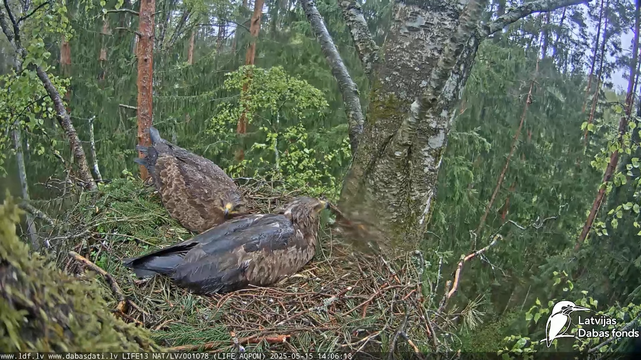 Mazais ērglis (Clanga pomarina), ligzda bērzā 14-23-28 screenshot