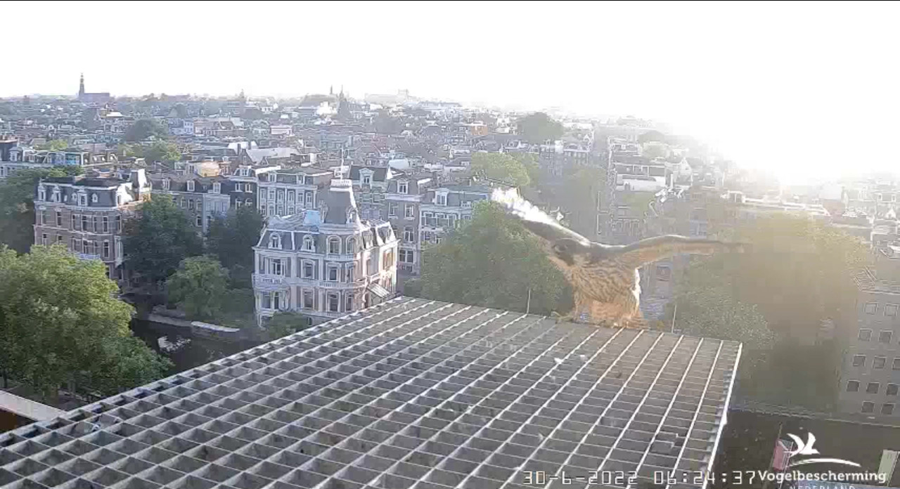 Amsterdam/Rijksmuseum screenshots © Beleef de Lente/Vogelbescherming Nederland - Pagina 34 Video-2022-06-30-062633-Moment-2