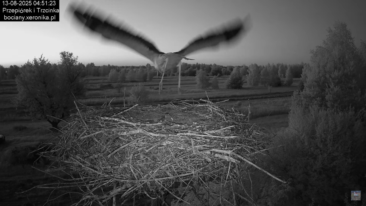 13082025bociany4