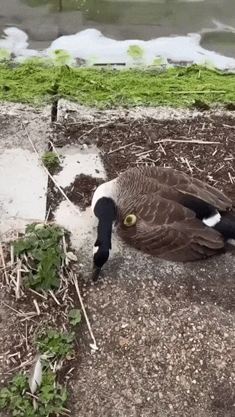 ezgif-6d1c44a86e87841c.gif