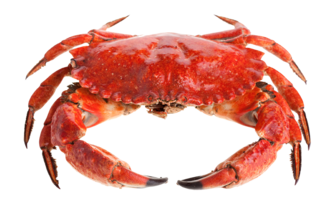 crab-PNG46
