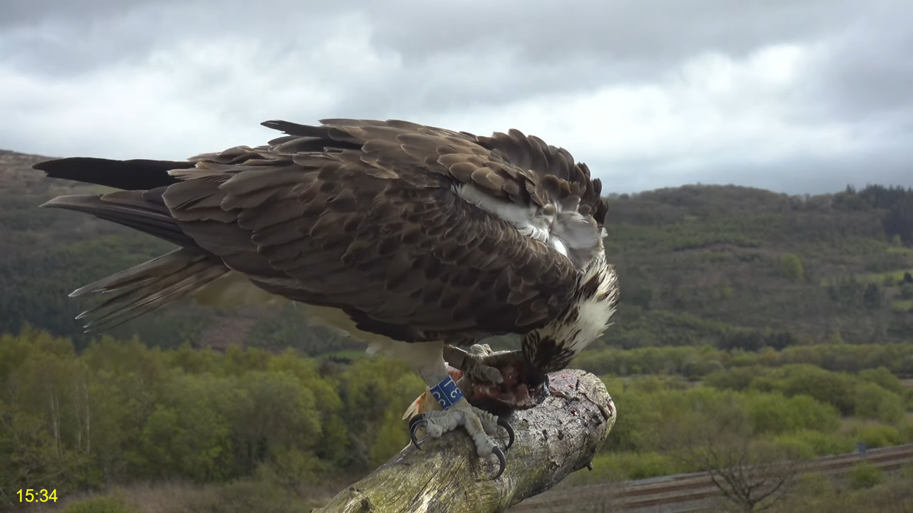 🦅 Dyfi Osprey projekts (VELSA)_ 2024. GADA TIEŠRAIDE 4K kvalitātē 🦅 8-37-54 screenshot