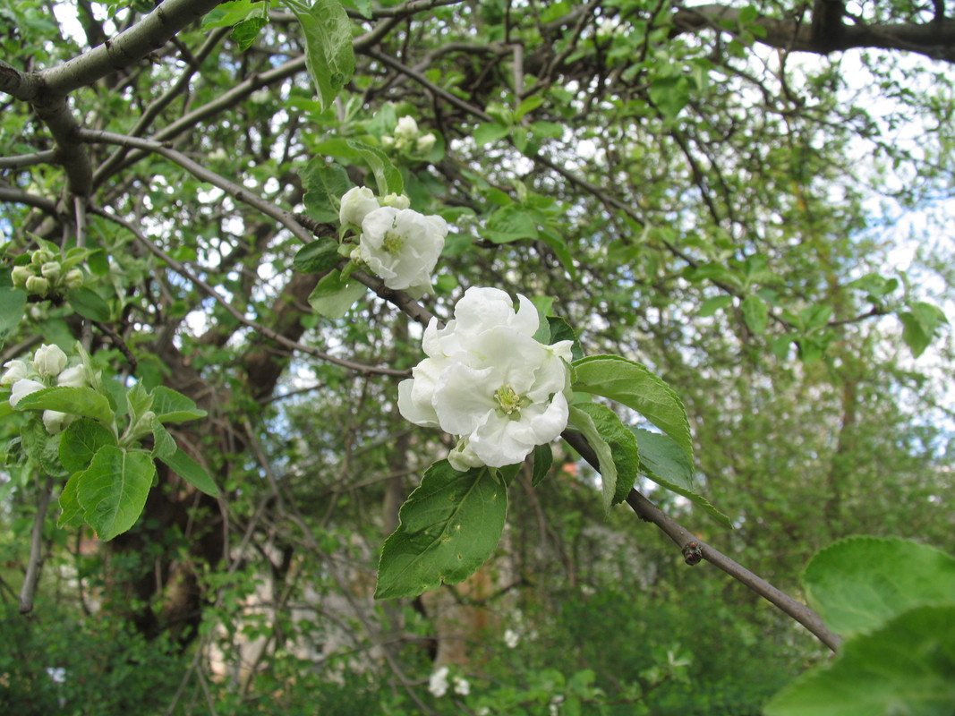 20 апреля 2025 004