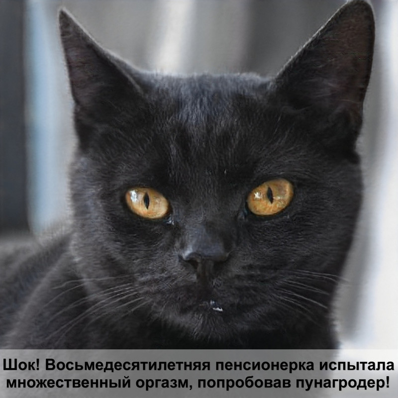 почечная недостаточность у кошек