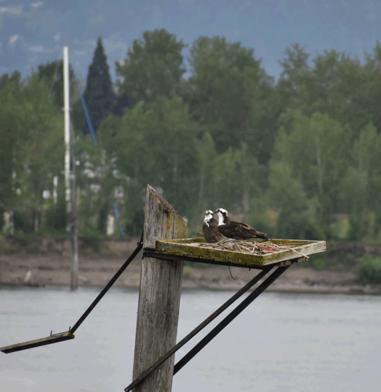 Osprey-Back.gif