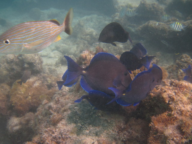 Snorkel en Riviera Maya - México - Foro Riviera Maya y Caribe Mexicano