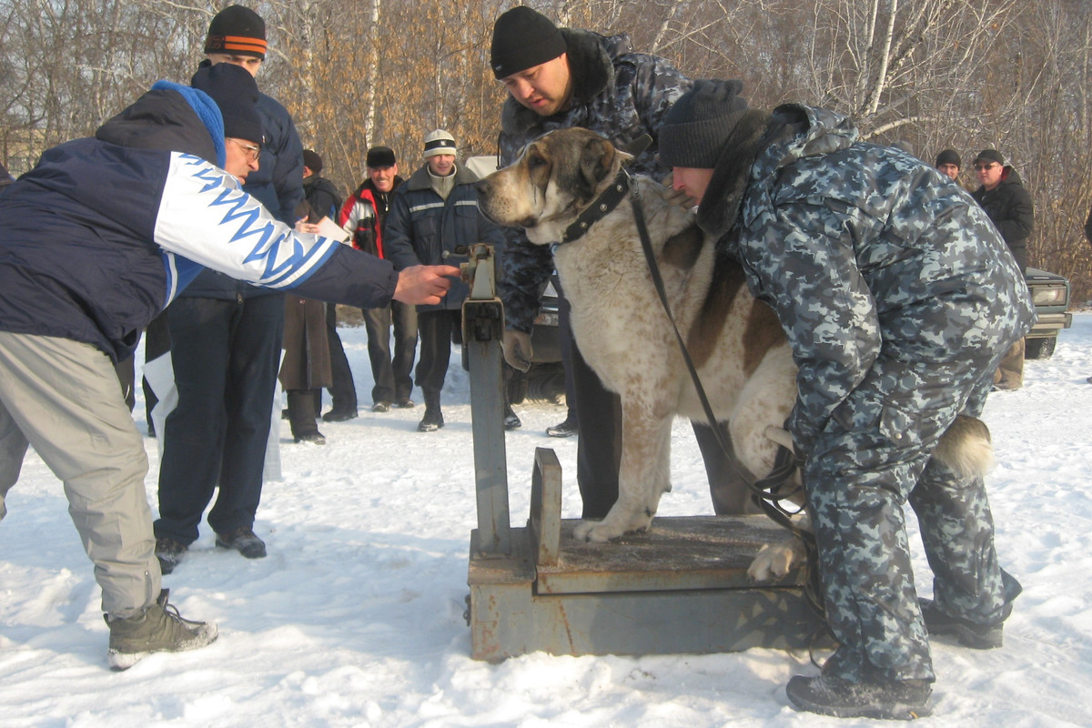 2009.11.21 Вес АЗАТ 91кг 3г (3)