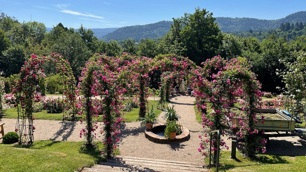 1655297410969-rosen-baden-baden-rosenneuheiten-106-v-16x9-2d-XL-77ed5d09bafd4e3cf6a5a0264e5e16ea35f