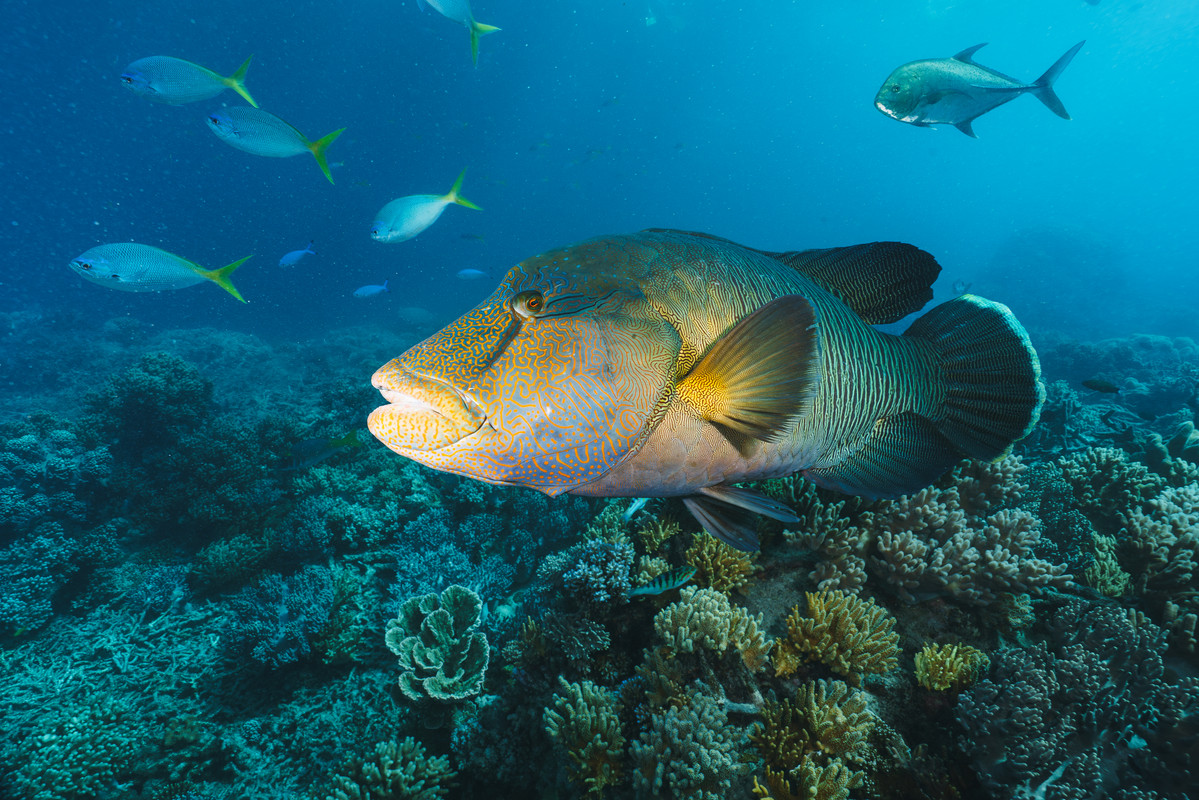 Humphead Wrasse 4K | Giants of the Coral Kingdom | Cinematic Nature Relaxation