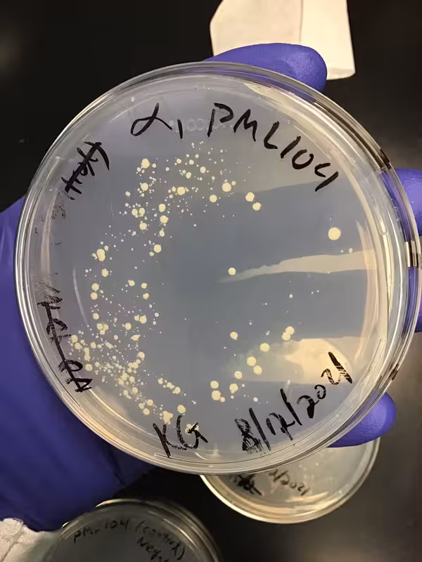 CRISPR-Cas9 & S cerevisiae  (Image 7) (2021)