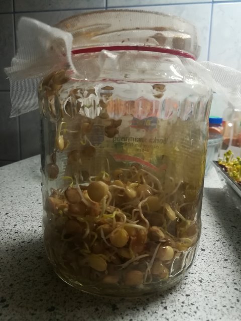 Kép