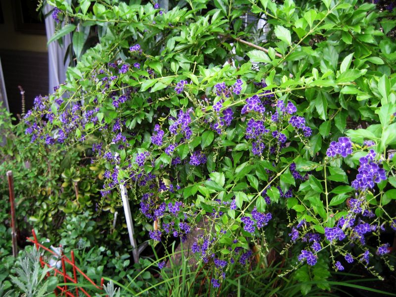 duranta_cvet