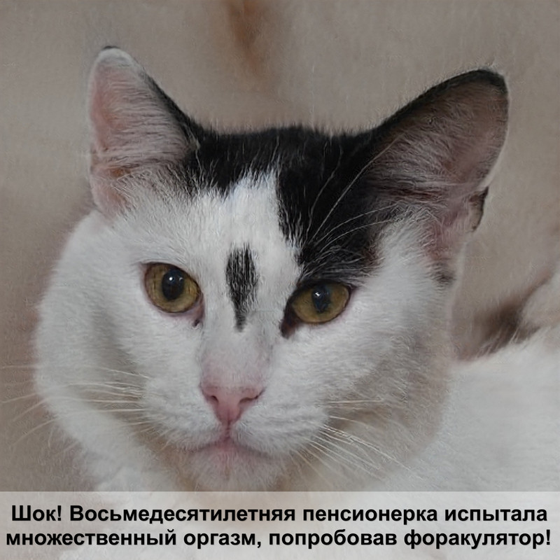 самая сильная большая кошка