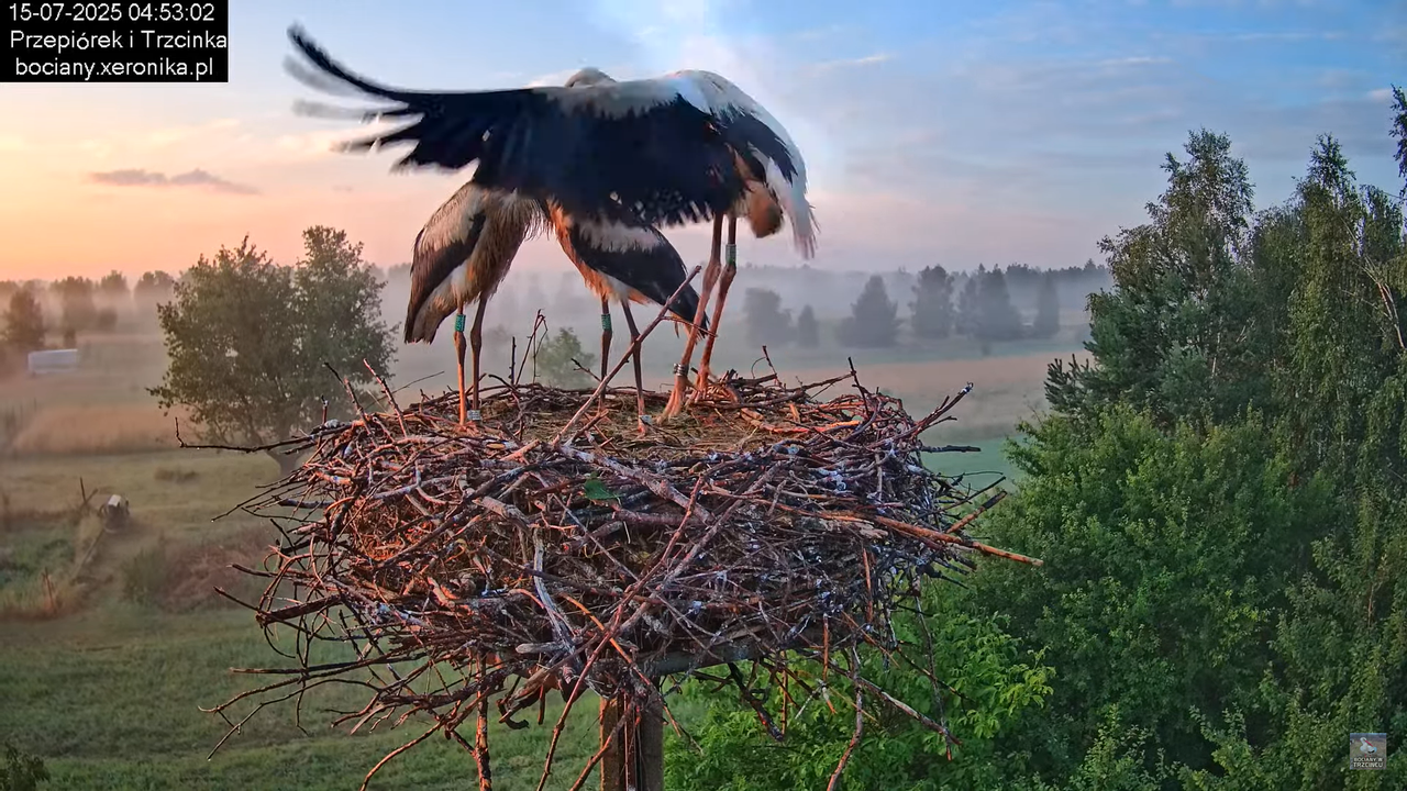 15072025bociany4