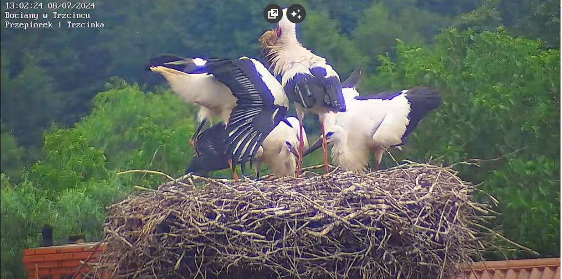 matkawracazsianokosow