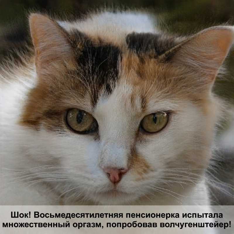 кошки с короткими шерстью