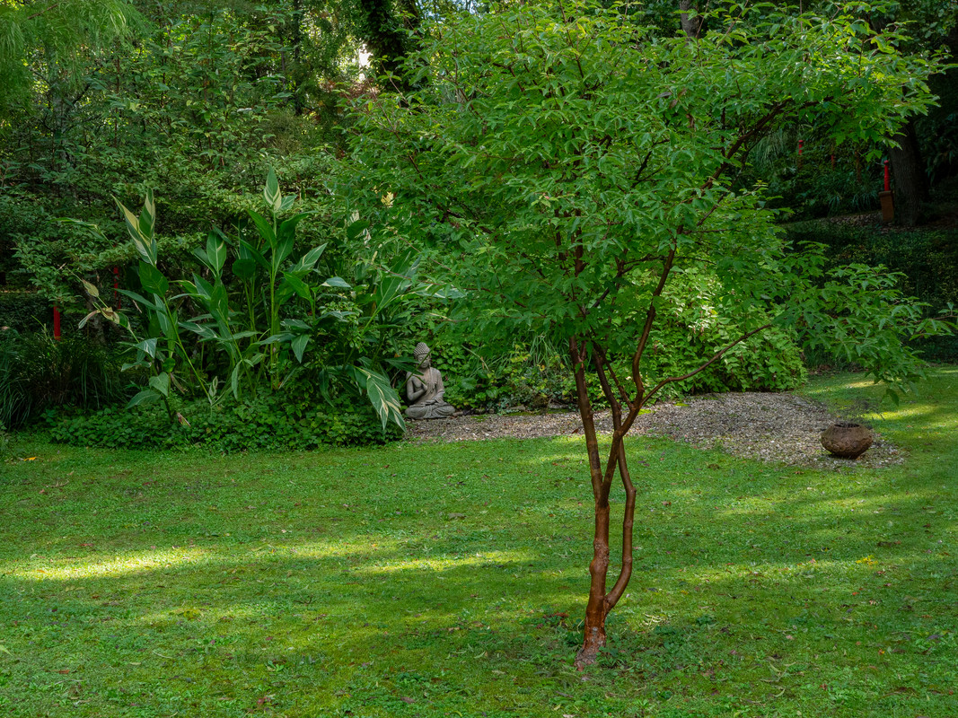 Arbuste et Bouddha caché