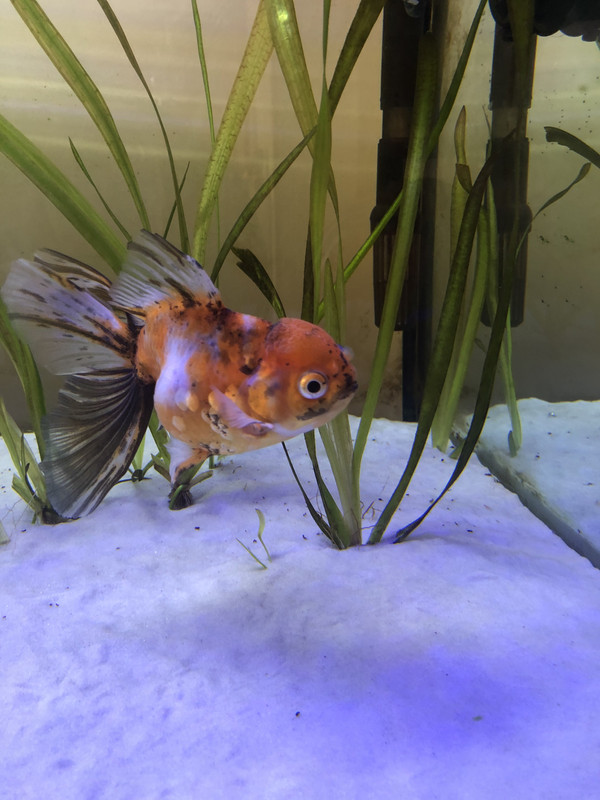 DDA35D44-C40A-4DAD-BD30-85135EEFA488