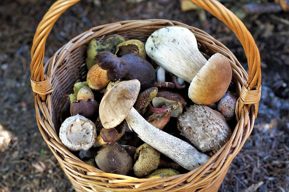 basket-of-mushrooms-4439653-960-720.jpg
