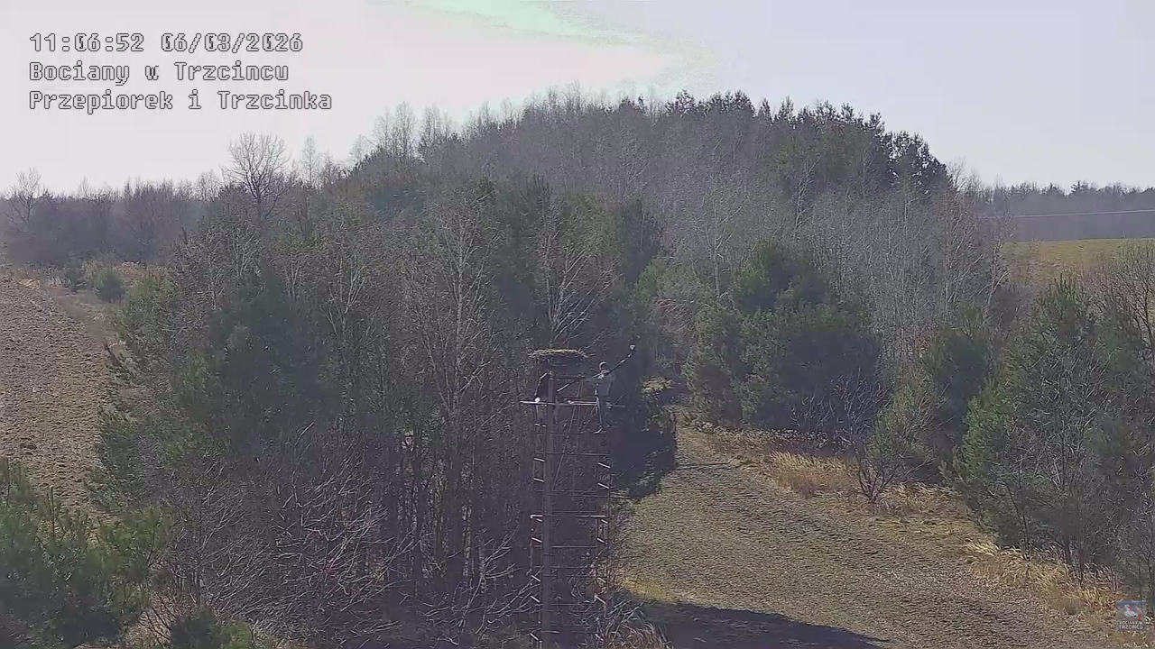 06032026 Prace przy gnieździe 2