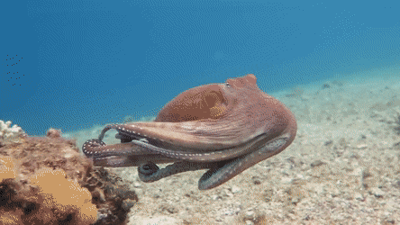 octopus-day-4.gif