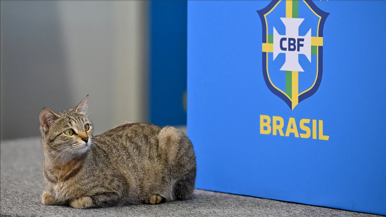 Los mejores memes de la eliminación de Brasil y la ‘Maldición del gato’