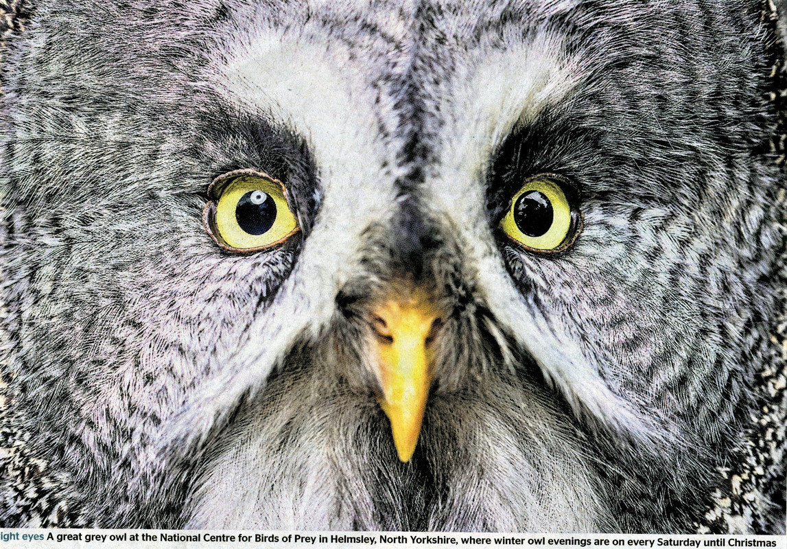 26102021 Times Great Grey Owl (2)