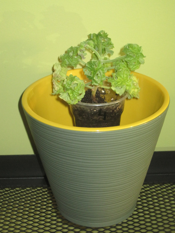 До размеров кашпо расти ещё долго