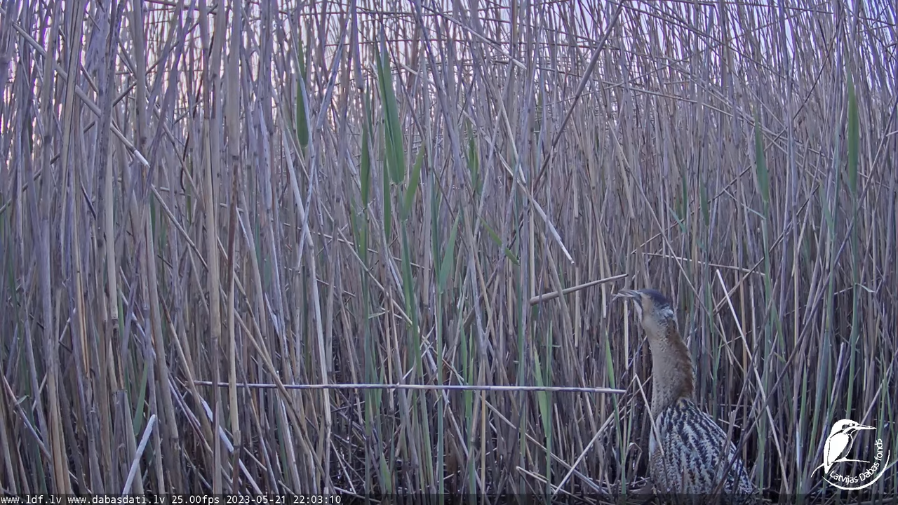 Lielais dumpis (Botaurus stellaris) Engurē - LDF tiešraide 12-36-6 screenshot