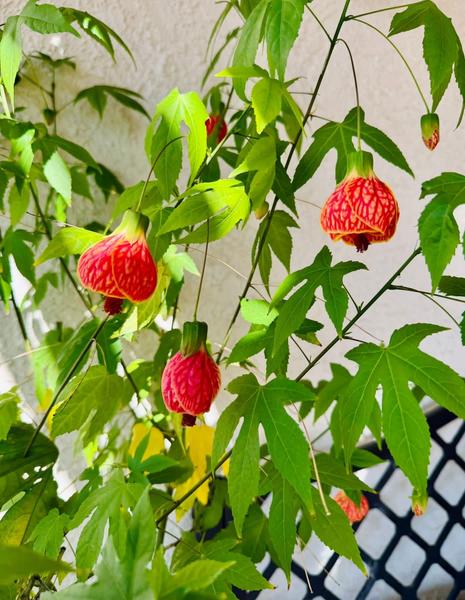 [Image: IMG_3107.jpg]