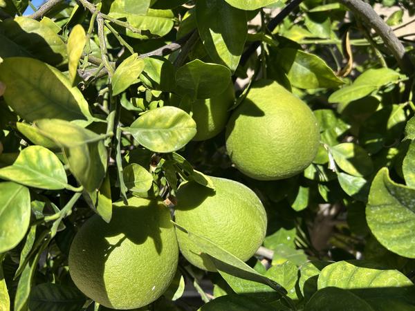 [Image: IMG-1680.jpg]