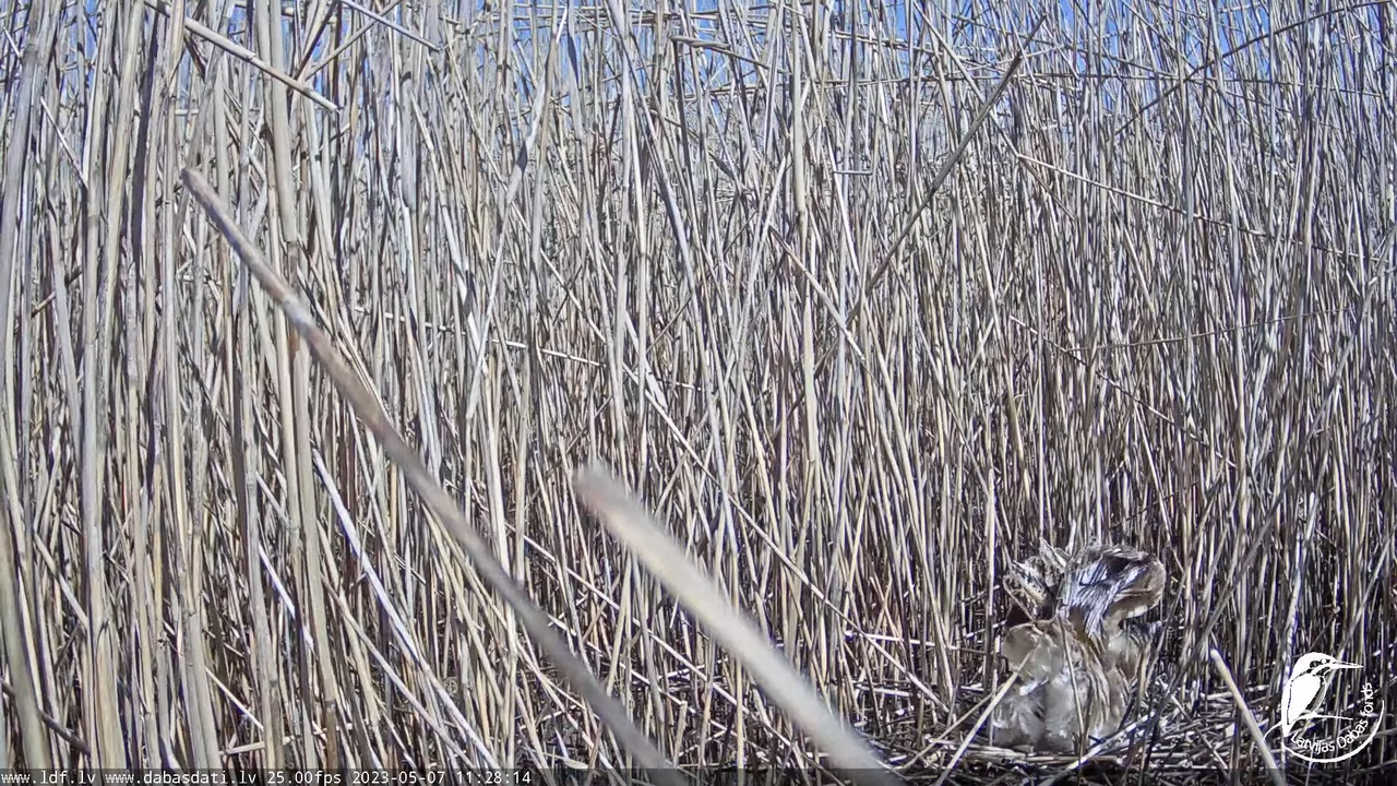 Lielais dumpis (Botaurus stellaris) Engurē - LDF tiešraide 6-47-34 screenshot