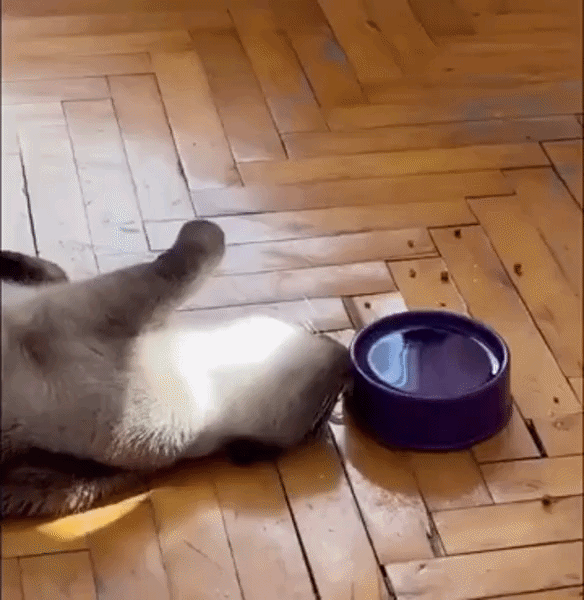 aussie-cat-2.gif