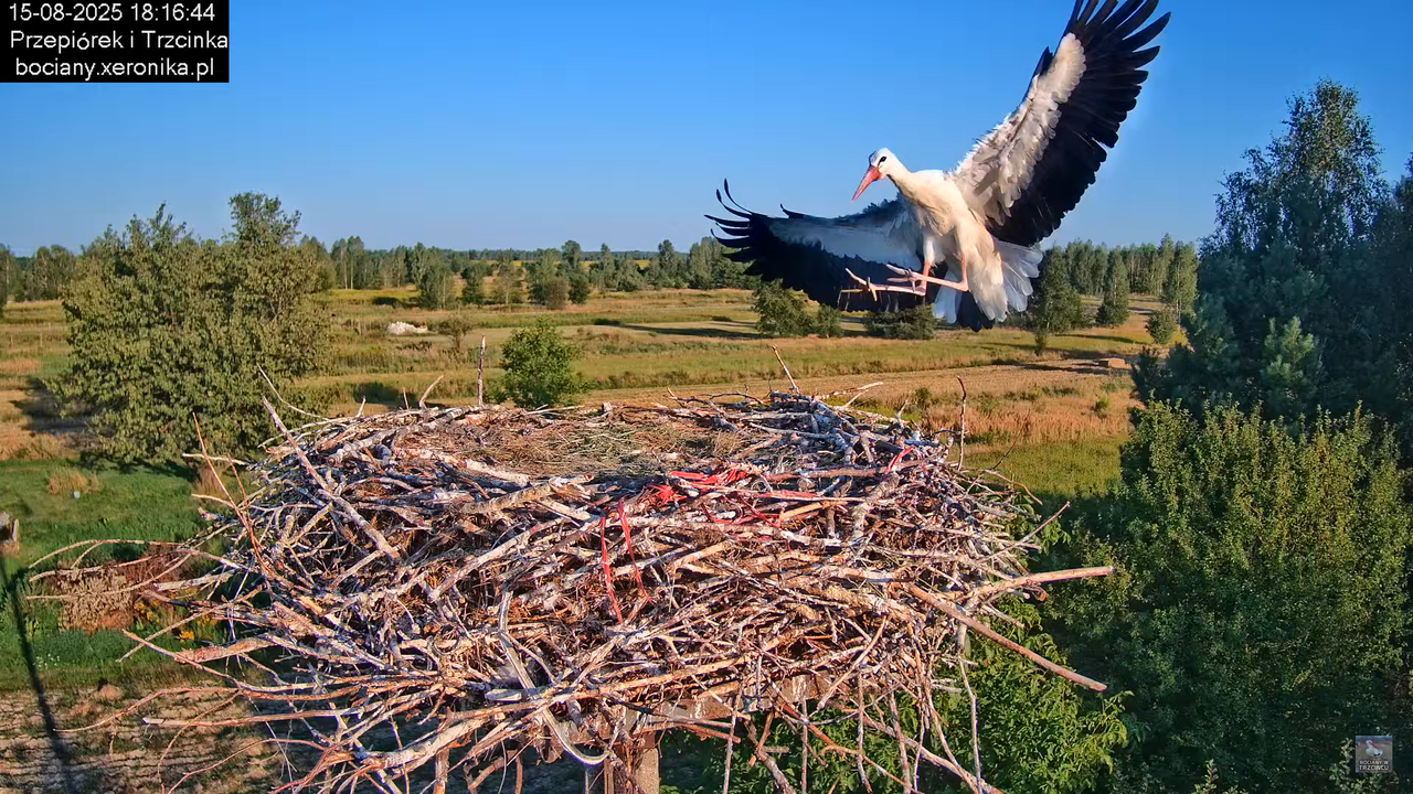 15082025bociany30