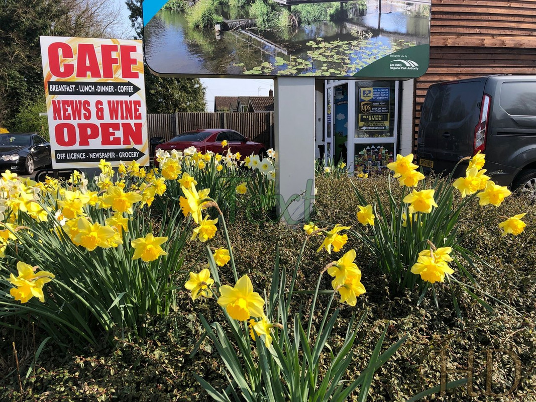 daffs-at-caff-march24th-2022-HD.jpg
